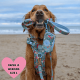 Trail & Glow Dog Harness & Lead Set - Colour Drops - Dino Party - Bailey and Coco (UK)