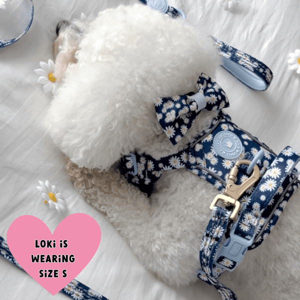 Trail & Glow Dog Harness & Lead Set - Colour Drops - Loves me, Loves me not - Bailey and Coco (UK)