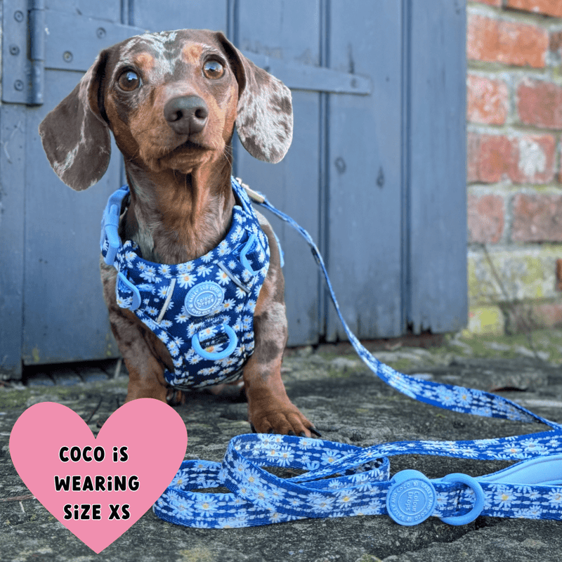 Trail & Glow Dog Harness & Lead Set - Colour Drops - Loves me, Loves me not - Bailey and Coco (UK)