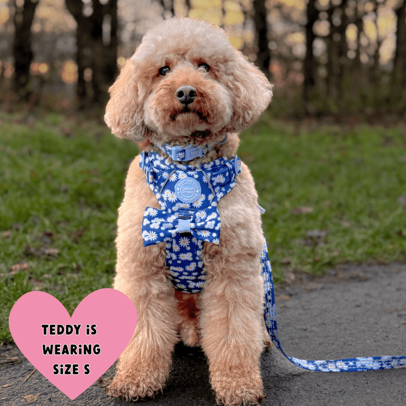 Trail & Glow Dog Harness & Lead Set - Colour Drops - Loves me, Loves me not - Bailey and Coco (UK)