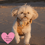 Trail & Glow Dog Harness & Lead Set - Colour Drops - Wanna - Bee - Bailey and Coco (UK)