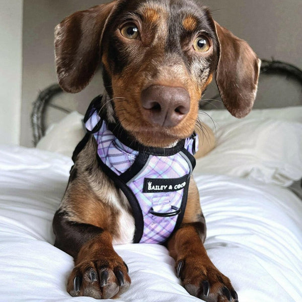 Trail & Glow® Dog Harness - Lilac Haze - Original Design - alternate view