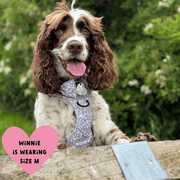harness cocker spaniel