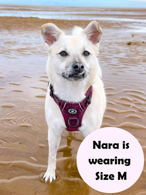 white dog wearing a harness