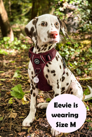 dalmatian harness