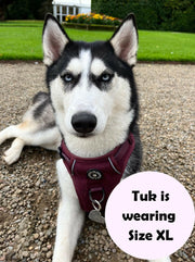 husky harness