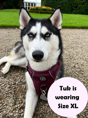 husky harness