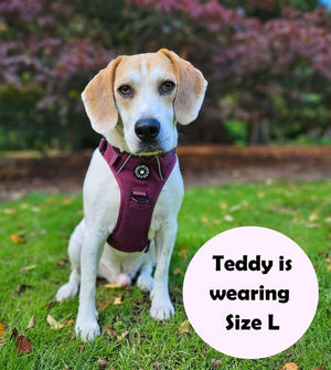 what size harness for beagle