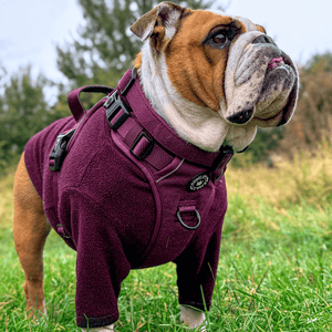 Trail & Glow® Dog Harness - Mulberry Tweed - Bailey and Coco (UK)