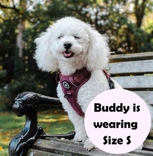 poochon dog harness
