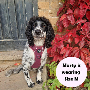dog harness for sprocker spaniel