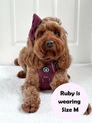 harness or collar for cockapoo