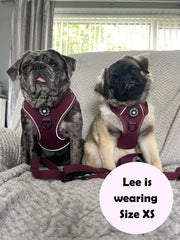french bulldog harness uk