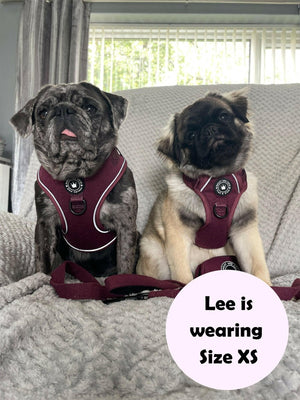 french bulldog harness uk