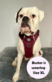 best no pull harness for boxer dog