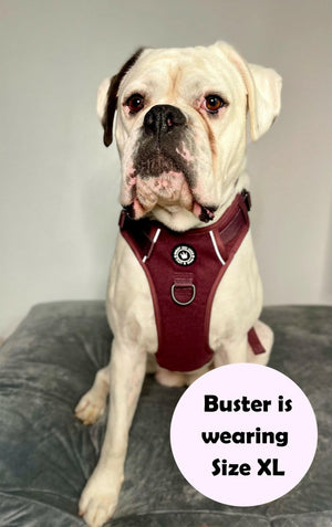 best no pull harness for boxer dog