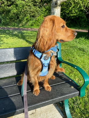 Trail & Glow® Dog Harness - Ocean Breeze - Bailey and Coco (UK)