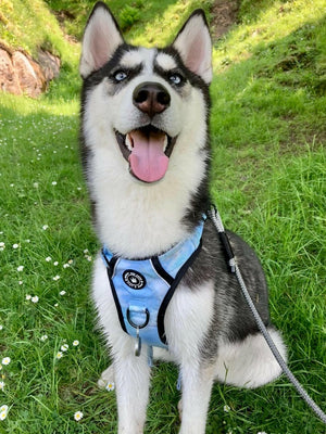 Trail & Glow® Dog Harness - Ocean Breeze - Bailey and Coco (UK)