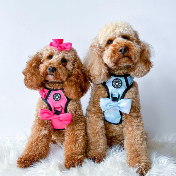 Trail & Glow® Dog Harness - Ocean Breeze - alternate view