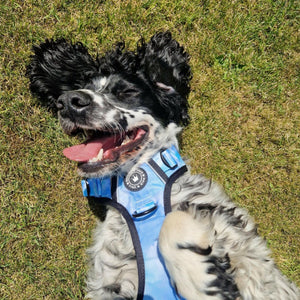Trail & Glow® Dog Harness - Ocean Breeze - Bailey and Coco (UK)