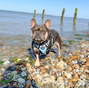 Trail & Glow® Dog Harness - Ocean Breeze - Bailey and Coco (UK)