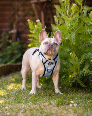 Trail & Glow® Dog Harness - Ocean Breeze - Bailey and Coco (UK)