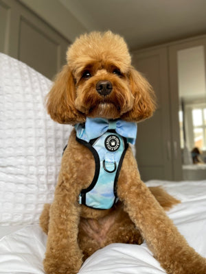 Trail & Glow® Dog Harness - Ocean Breeze - Bailey and Coco (UK)