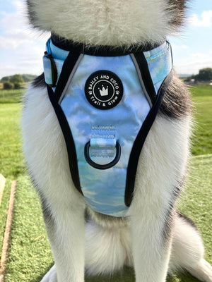 Trail & Glow® Dog Harness - Ocean Breeze - Bailey and Coco (UK)