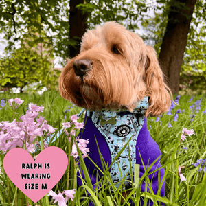 cockapoo lead or harness
