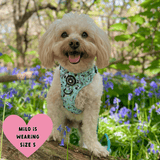 white dog wearing a harness