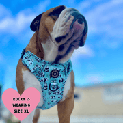english bull terrier harness