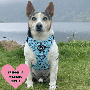 jack russell dog wearing harness