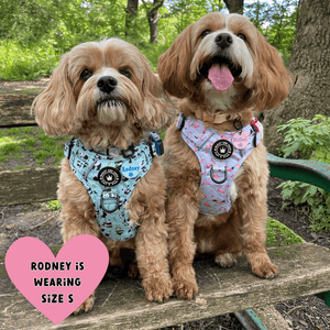 best cavapoo harness