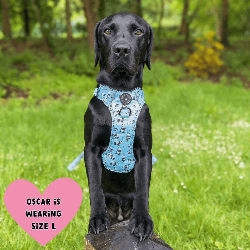 best dog harness labrador