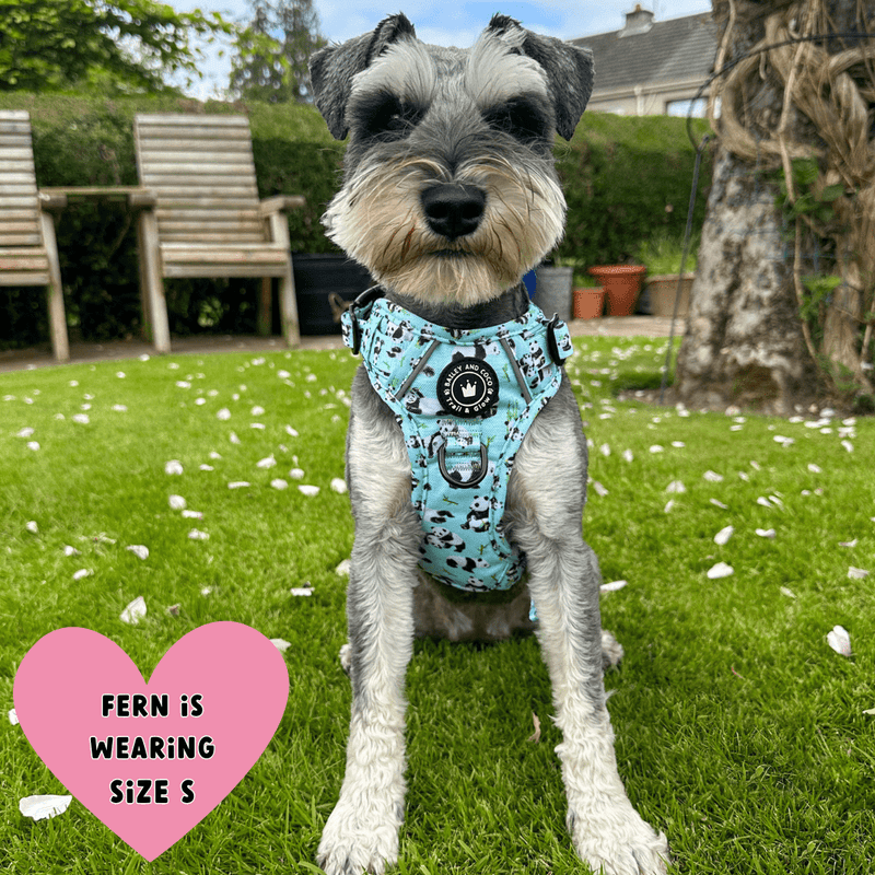 best harness for miniature schnauzer