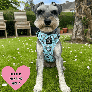 best harness for miniature schnauzer