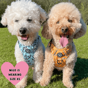 small dog wearing harness