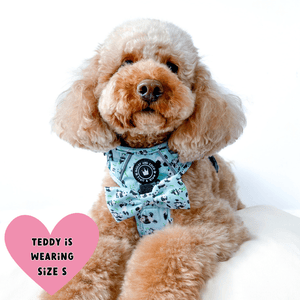 harness for cavapoo