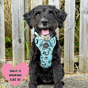 black dog wearing harness