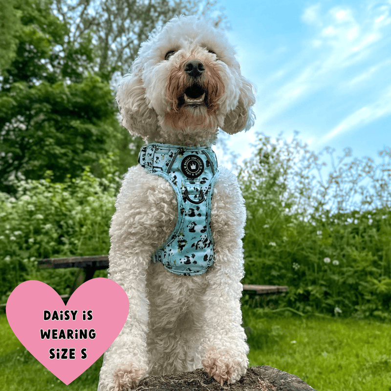 dog harness cavapoo