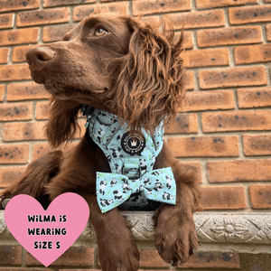 best cocker spaniel harness