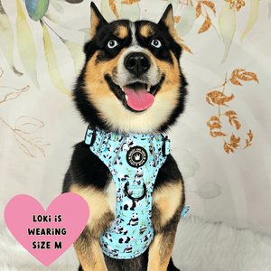 maltichon harness