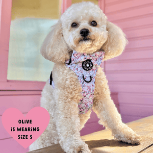 white dog wearing a harness