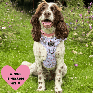 best dog harness cocker spaniel