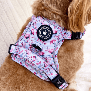 best harness for a cockapoo uk