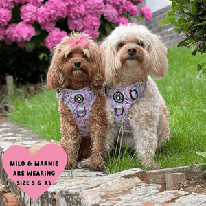 cockapoo dog harness