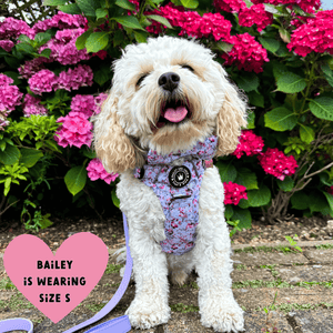 white dog wearing a harness