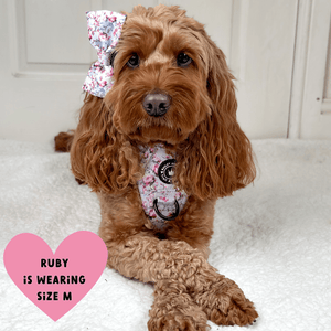 best harness for cockapoo uk