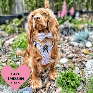 what size harness for cocker spaniel
