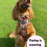 cocker spaniel dog harness
